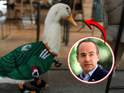 Hasta ahora, la FIFA no ha informado si responderá a la petición realizada por Felipe Calderón ni si existe algún mecanismo para otorgar regalías o apoyos económicos relacionados con la imagen del pato Merlín. ESPECIAL