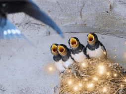 Más allá de la ciencia y la ecología, la llegada de estas aves posee un peso simbólico innegable en múltiples culturas alrededor del mundo, asociándose siempre con vibraciones muy positivas. ESPECIAL / CANVA