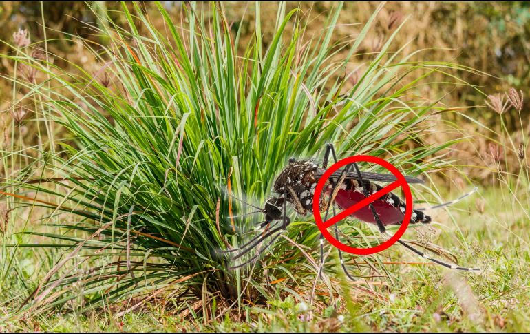 Los mosquitos, especialmente el temido Aedes aegypti, localizan a sus víctimas a través del dióxido de carbono y el ácido láctico que emitimos. Sin embargo, ciertas plantas emiten aromas que enmascaran estos rastros humanos de forma natural. ESPECIAL / CANVA