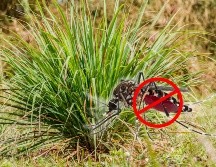 Los mosquitos, especialmente el temido Aedes aegypti, localizan a sus víctimas a través del dióxido de carbono y el ácido láctico que emitimos. Sin embargo, ciertas plantas emiten aromas que enmascaran estos rastros humanos de forma natural. ESPECIAL / CANVA
