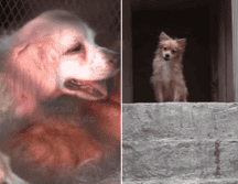 Personal de la Unidad de Investigación Especializada en Delitos Varios realizó diversas diligencias para verificar los hechos, confirmando que tanto la mujer como los animales se encontraban en malas condiciones de salud. ESPECIAL