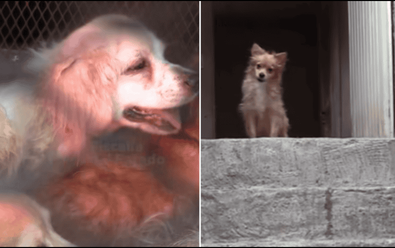 Personal de la Unidad de Investigación Especializada en Delitos Varios realizó diversas diligencias para verificar los hechos, confirmando que tanto la mujer como los animales se encontraban en malas condiciones de salud. ESPECIAL