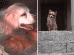 Personal de la Unidad de Investigación Especializada en Delitos Varios realizó diversas diligencias para verificar los hechos, confirmando que tanto la mujer como los animales se encontraban en malas condiciones de salud. ESPECIAL