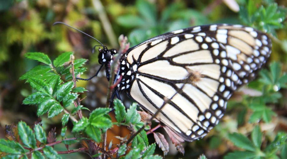 La llegada de una mariposa a tu hogar esconde un profundo mensaje del universo. NTX / ARCHIVO