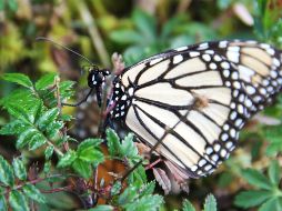 La llegada de una mariposa a tu hogar esconde un profundo mensaje del universo. NTX / ARCHIVO
