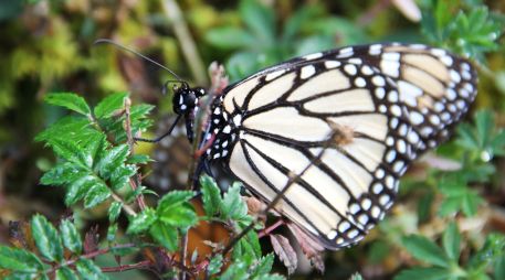 La llegada de una mariposa a tu hogar esconde un profundo mensaje del universo. NTX / ARCHIVO