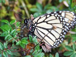 La llegada de una mariposa a tu hogar esconde un profundo mensaje del universo. NTX / ARCHIVO