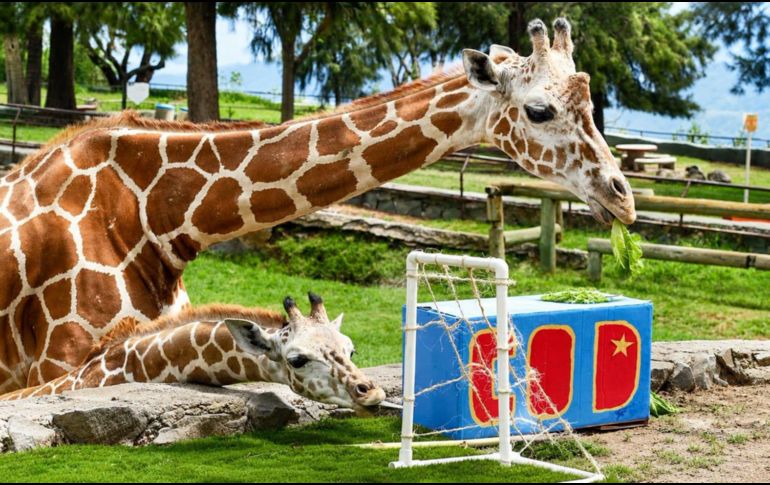 Había dos pequeñas porterías con las iniciales de los equipos que las jirafas exploraron. CORTESÍA/ Zoológico Guadalajara