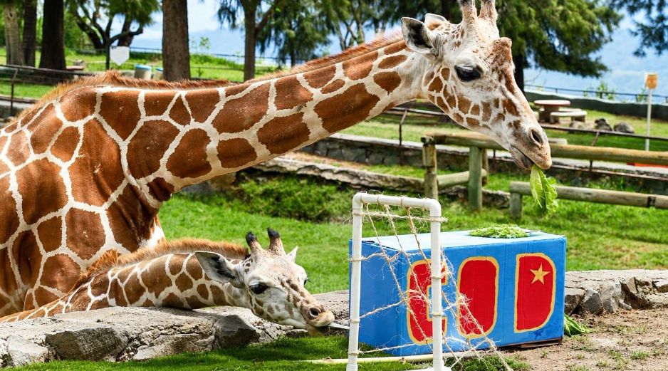 Había dos pequeñas porterías con las iniciales de los equipos que las jirafas exploraron. CORTESÍA/ Zoológico Guadalajara