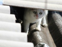 Un felino puede acercarse a una vivienda simplemente porque encuentra refugio, alimento, agua o un entorno seguro para descansar. UNSPLASH