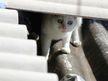 Un felino puede acercarse a una vivienda simplemente porque encuentra refugio, alimento, agua o un entorno seguro para descansar. UNSPLASH