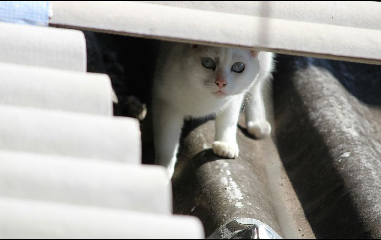 Un felino puede acercarse a una vivienda simplemente porque encuentra refugio, alimento, agua o un entorno seguro para descansar. UNSPLASH