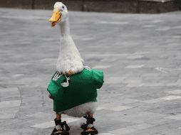 La dueña compartió que Merlín se encuentra en buen estado de salud y que cuenta con la supervisión permanente de un veterinario especialista en aves, encargado de revisar su condición física y garantizar su bienestar. SUN/ARCHIVO