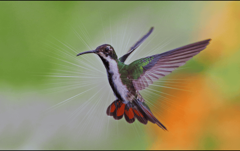 El ingreso al hogar de un colibrí se interpreta como la llegada de un mensaje importante. ESPECIAL / CANVA