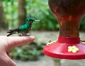 que un colibrí confíe plenamente en ti es una señal ineludible para detenerte. UNSPLASH / L. CROSS