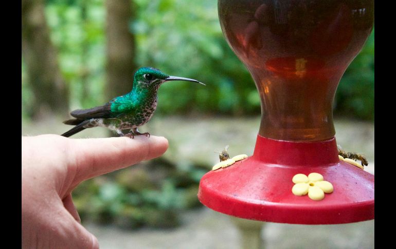 que un colibrí confíe plenamente en ti es una señal ineludible para detenerte. UNSPLASH / L. CROSS