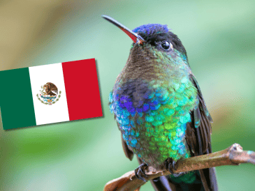 El Doricha eliza comparte con el resto de los colibríes características propias de la familia Trochilidae, como su pequeño tamaño y la capacidad de alimentarse del néctar de las flores gracias a su pico especializado. CANVA