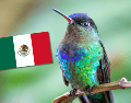 El Doricha eliza comparte con el resto de los colibríes características propias de la familia Trochilidae, como su pequeño tamaño y la capacidad de alimentarse del néctar de las flores gracias a su pico especializado. CANVA