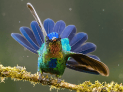Los seres humanos han buscado significado en la naturaleza desde tiempos remotos. CANVA