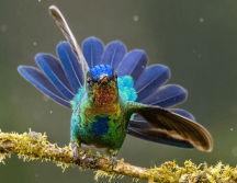 Los seres humanos han buscado significado en la naturaleza desde tiempos remotos. CANVA