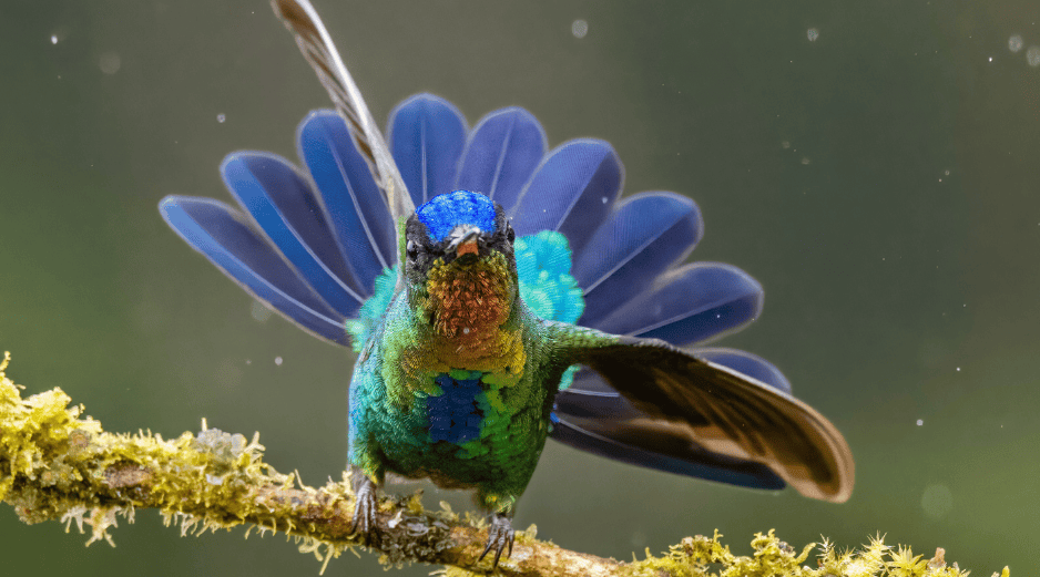 Los seres humanos han buscado significado en la naturaleza desde tiempos remotos. CANVA