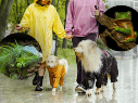 Especialistas en salud animal señalan que la humedad constante puede convertirse en un factor de riesgo para perros y gatos. CANVA / ESPECIAL