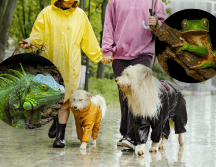 Especialistas en salud animal señalan que la humedad constante puede convertirse en un factor de riesgo para perros y gatos. CANVA / ESPECIAL