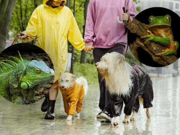 Especialistas en salud animal señalan que la humedad constante puede convertirse en un factor de riesgo para perros y gatos. CANVA / ESPECIAL