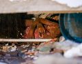 Una de las personas atrapadas entre los escombros de uno de los edificios afectados por los terremotos, en la localidad de Catia La Mar, en el estado costero de La Guaira, Venezuela este jueves. EFE/ R. Pena