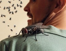 Más allá de la molestia que provoca su presencia o que nos hagan enojar cada vez que se posan sobre nuestros brazos o cabeza, las moscas representan un riesgo para la salud. ESPECIAL / CANVA