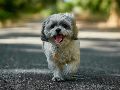 Si se busca paz absoluta, el Shih Tzu es la definición exacta de un perro tranquilo y compañero para el día a día. Unsplash