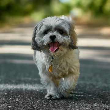 Si se busca paz absoluta, el Shih Tzu es la definición exacta de un perro tranquilo y compañero para el día a día. Unsplash