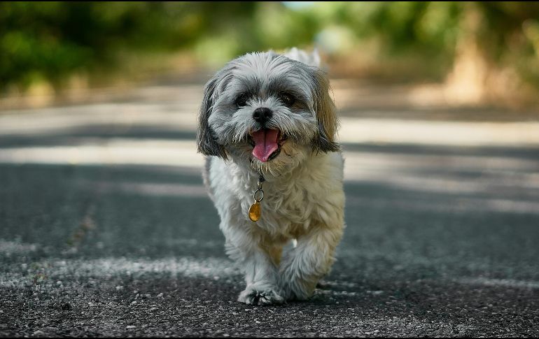 Si se busca paz absoluta, el Shih Tzu es la definición exacta de un perro tranquilo y compañero para el día a día. Unsplash