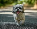 Si se busca paz absoluta, el Shih Tzu es la definición exacta de un perro tranquilo y compañero para el día a día. Unsplash