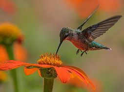 Los colibrís Son las únicas aves del mundo capaces de sostener un vuelo estacionario perfecto. UNSPLASH / D. LIMA