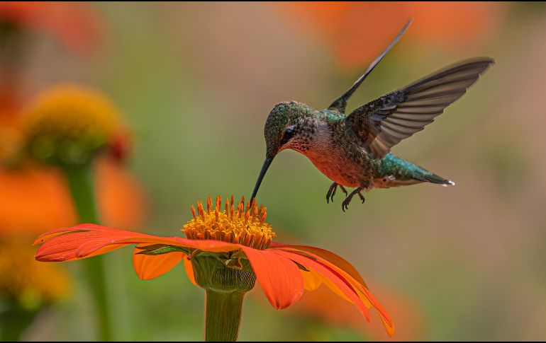 Los colibrís Son las únicas aves del mundo capaces de sostener un vuelo estacionario perfecto. UNSPLASH / D. LIMA