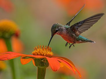 Los colibrís Son las únicas aves del mundo capaces de sostener un vuelo estacionario perfecto. UNSPLASH / D. LIMA