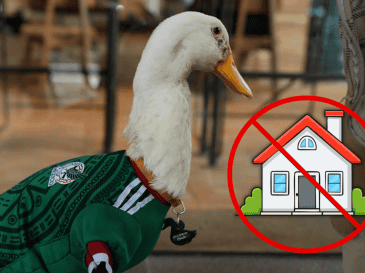 Criar un pato no tiene nada que ver con cuidar mascotas tradicionales como perros o gatos, estas aves necesitan atención especializada, alimentación diseñada para su especie. ESPECIAL