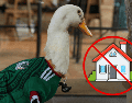 Criar un pato no tiene nada que ver con cuidar mascotas tradicionales como perros o gatos, estas aves necesitan atención especializada, alimentación diseñada para su especie. ESPECIAL