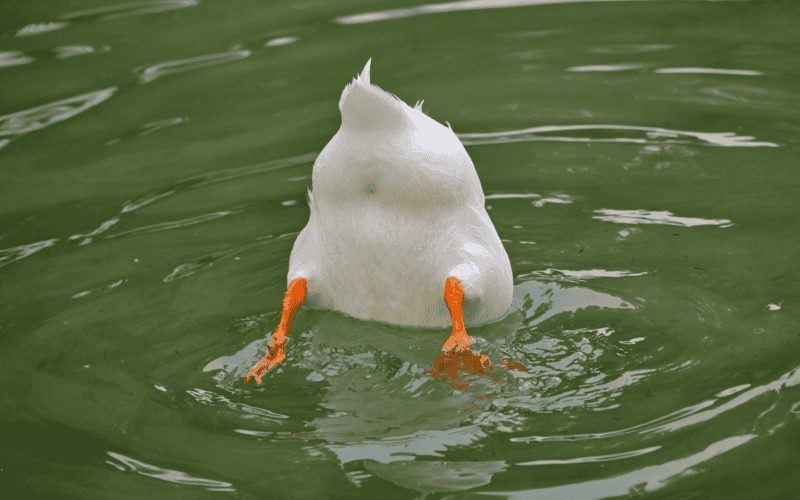 &nbsp;CANVA