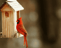La idea de que un cardenal transmite mensajes del más allá o anuncia acontecimientos importantes ha pasado de generación en generación. CANVA