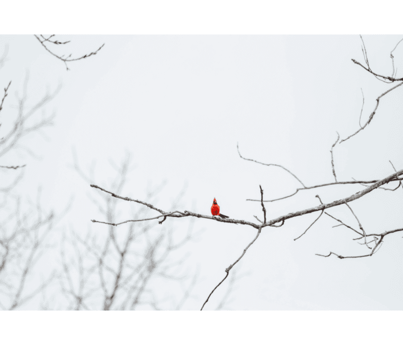 La propia biología del cardenal ayuda a explicar parte de su simbolismo. CANVA