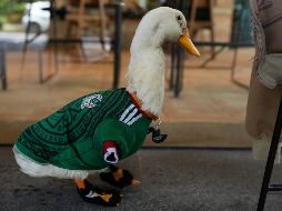 El pato Merlín, con una playera de la Selección mexicana a la medida, aparece sentado frente a un café de la Ciudad de México. AP/M. Ugarte