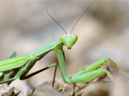 La llegada de una mantis religiosa a una casa puede despertar curiosidad tanto por su peculiar aspecto como por las creencias que la rodean. CANVA