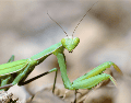 La llegada de una mantis religiosa a una casa puede despertar curiosidad tanto por su peculiar aspecto como por las creencias que la rodean. CANVA