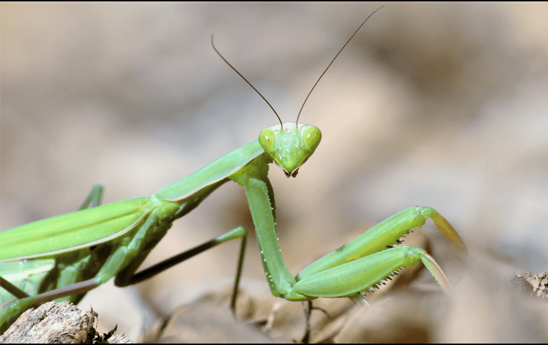La llegada de una mantis religiosa a una casa puede despertar curiosidad tanto por su peculiar aspecto como por las creencias que la rodean. CANVA