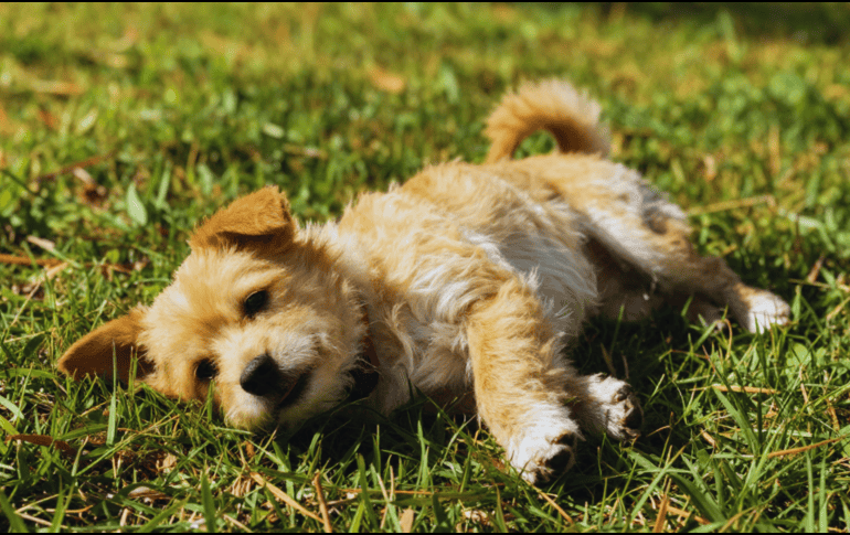 Para que los perros disfruten del sol sin riesgos, se recomienda limitar sus siestas solares a un máximo de veinte a treinta minutos diarios. ESPECIAL / CANVA