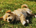Para que los perros disfruten del sol sin riesgos, se recomienda limitar sus siestas solares a un máximo de veinte a treinta minutos diarios. ESPECIAL / CANVA
