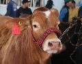 Autoridades recordaron que es importante reportar si se detecta la presencia de larvas o lesiones sospechosas en algún animal. EL INFORMADOR/ARCHIVO