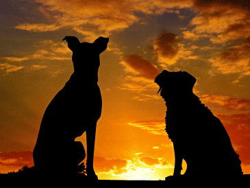Diversas investigaciones indican que, en promedio, los perros mestizos suelen vivir más tiempo que muchas razas puras. CANVA